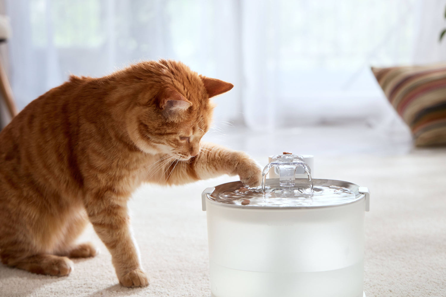 The Ultimate Cat Fountain FAQ: Purity, Health, and Tech Explained