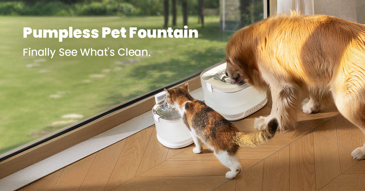 Upgrade Your Pet’s Hydration: Say Hello to Cheerble Pumpless Fountains
