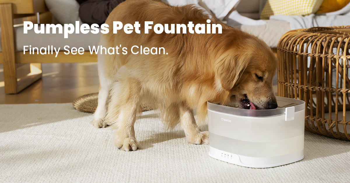 Cheerble Pet Fountain Elfin D1 Pro：犬の清潔な水分補給における革命