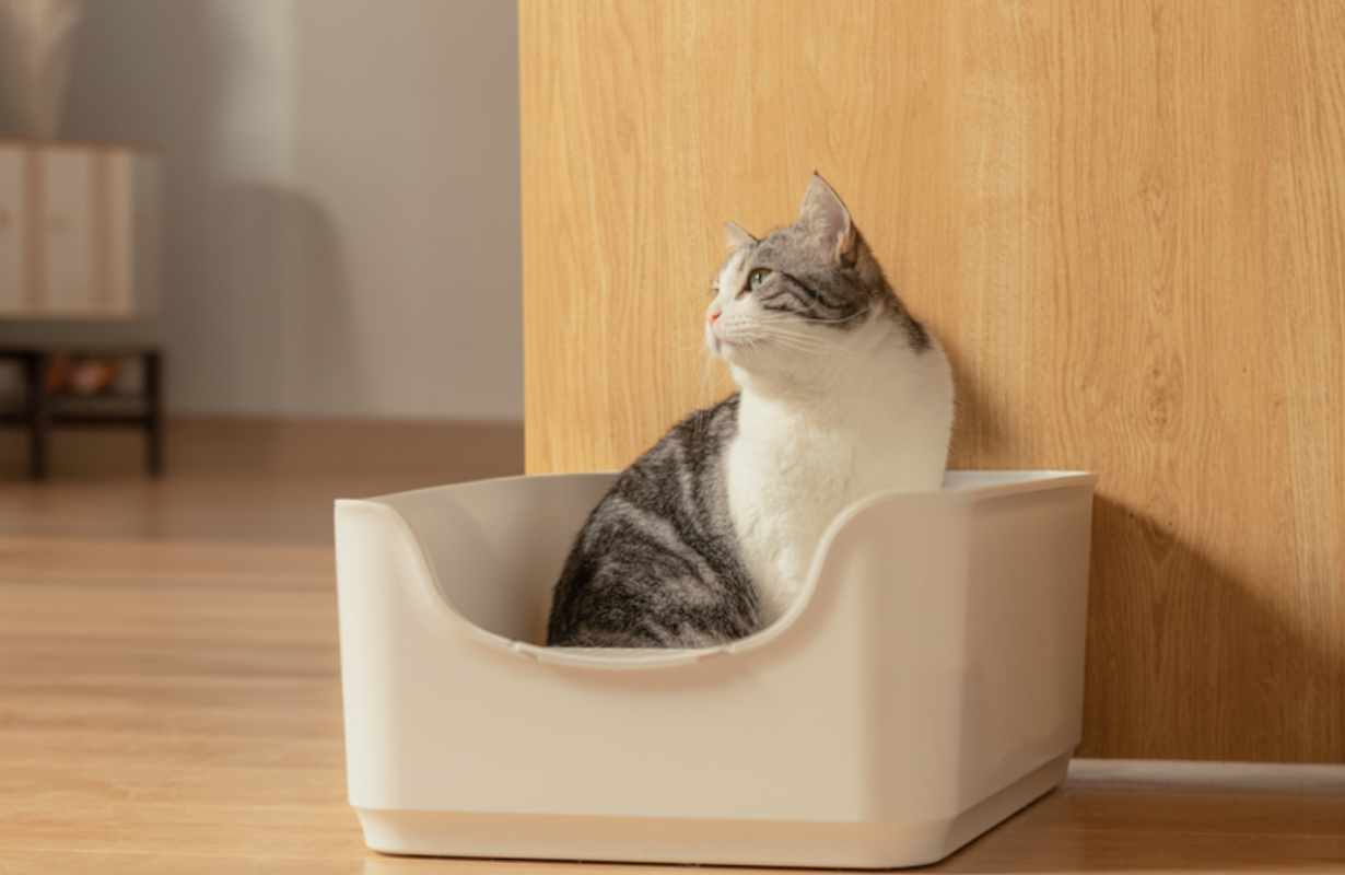 A British shorthair cat goes to the toilet in the litter box