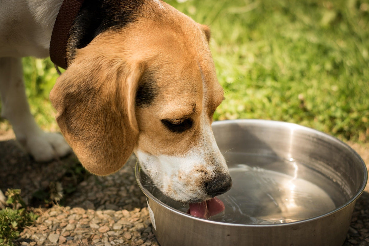 Why Your Pet Might Be Dehydrated (And What to Do About It)