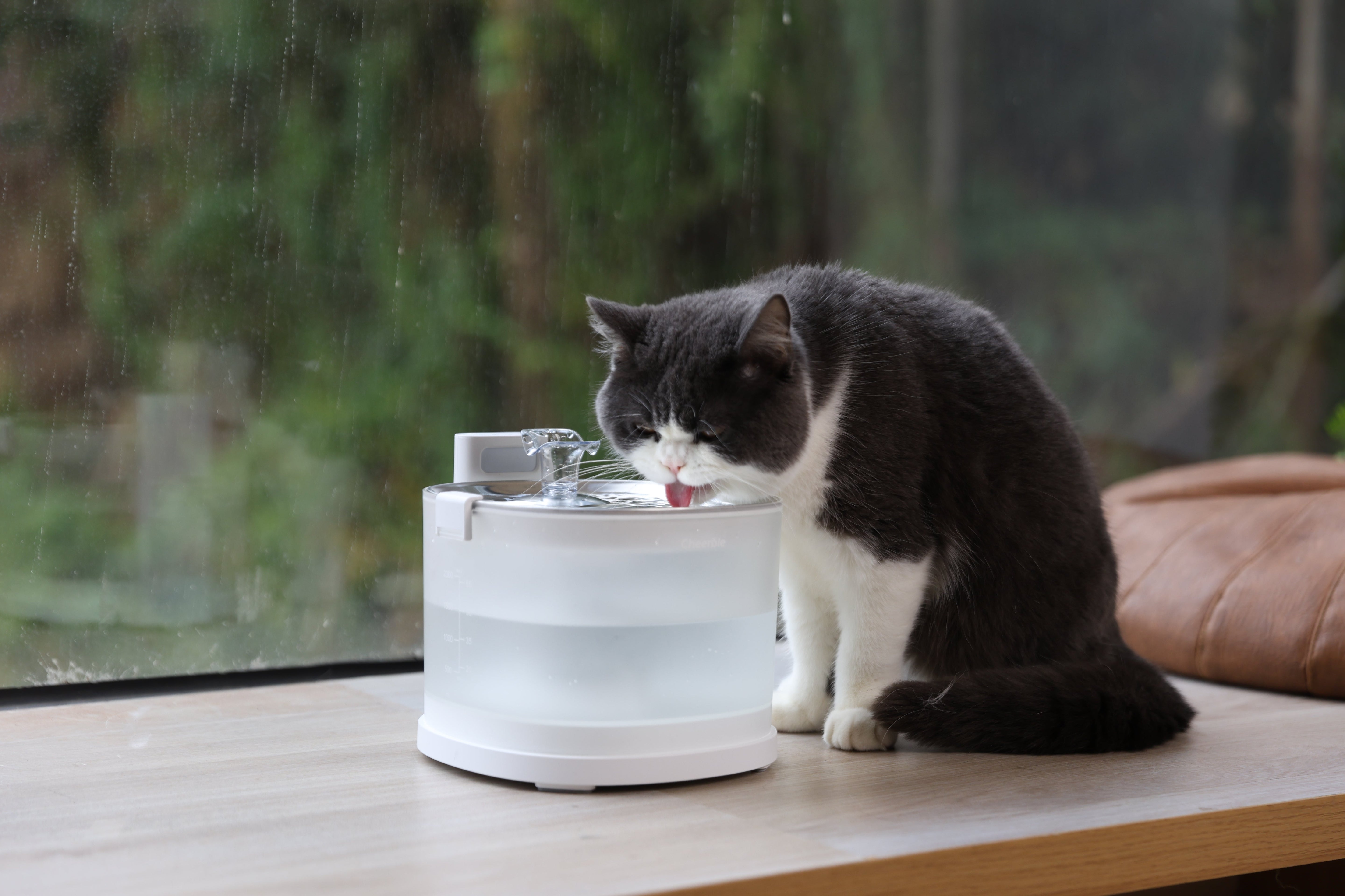 Why I Switched to a Pumpless Pet Fountain