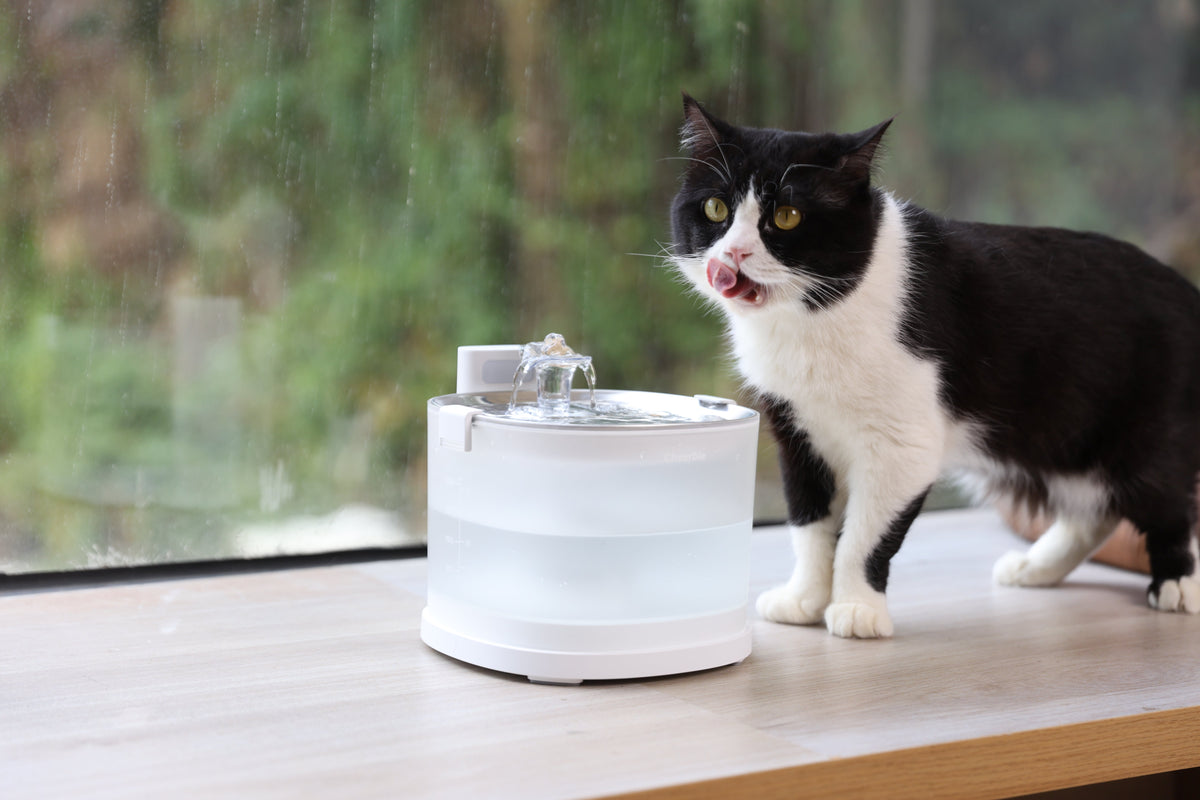Black-and-white cat beside a Cheerble pet water fountain