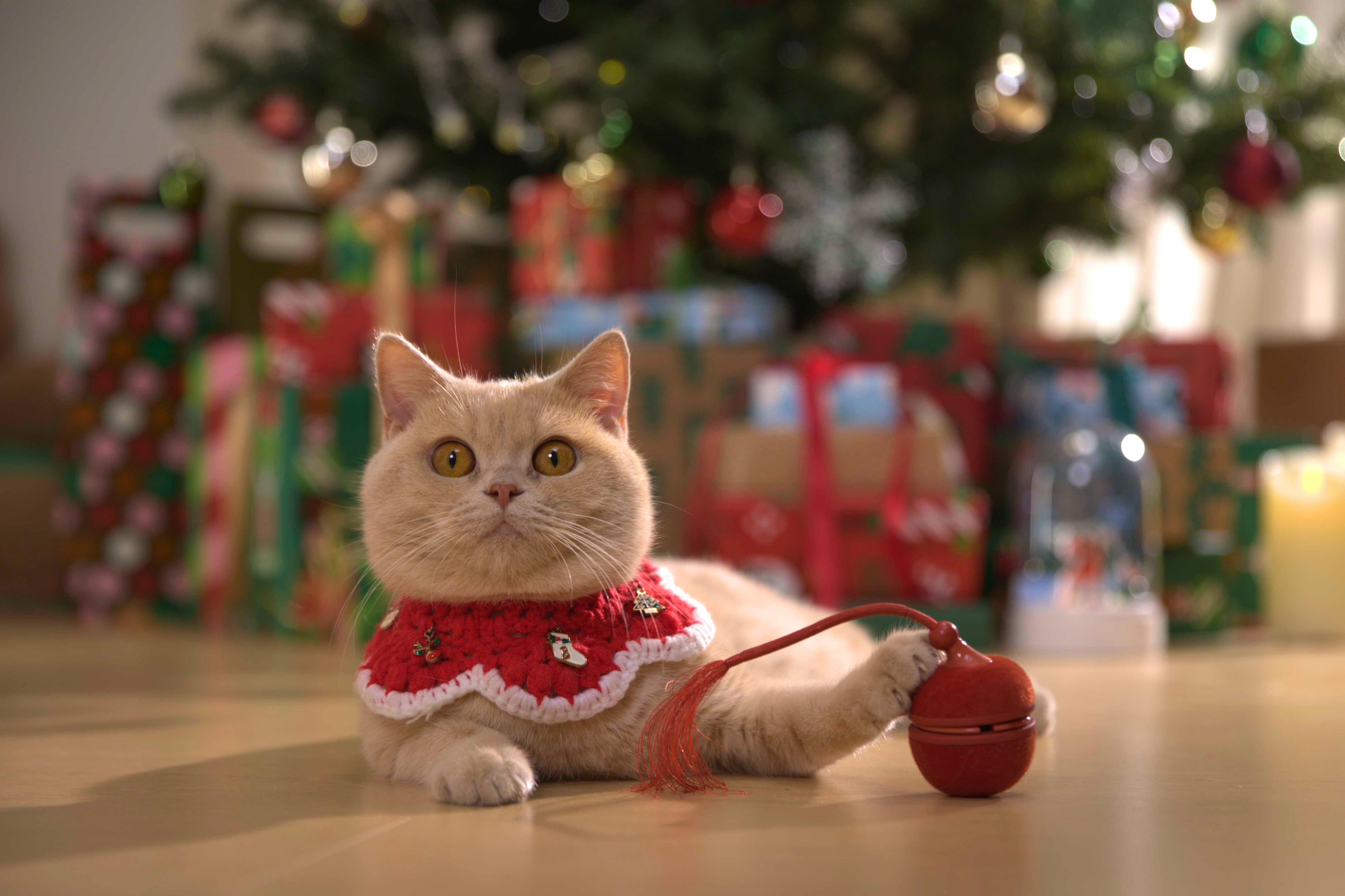 Revive Natural Instincts with Cat Enrichment Toys for Bored Cats