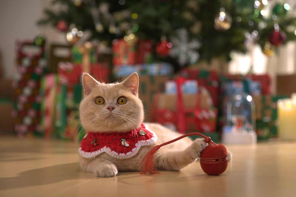 Cat Enrichment Toys for Bored Cats: Build a Better Daily Play Routine