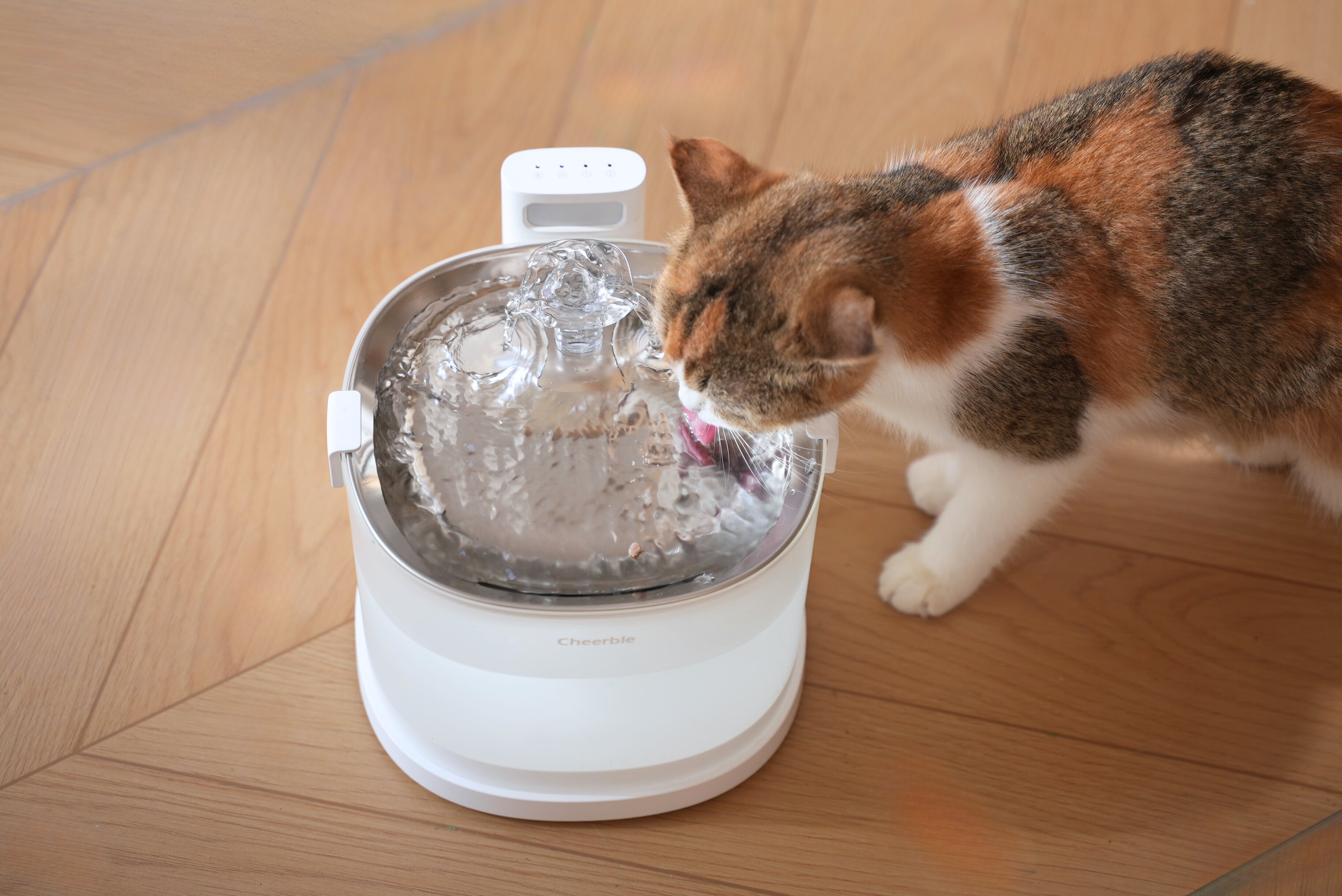 How Much Water Does Your Cat Really Need Daily?