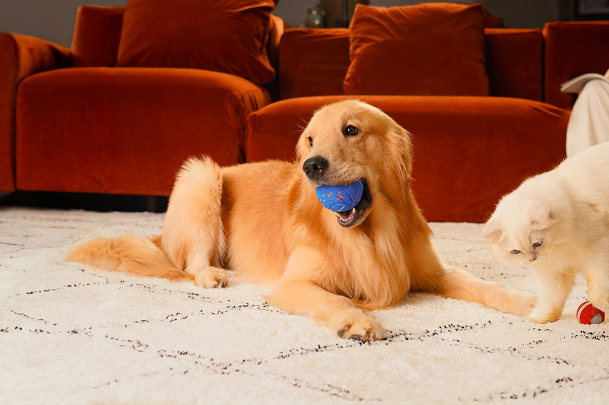 Pet toy; Wicked ball