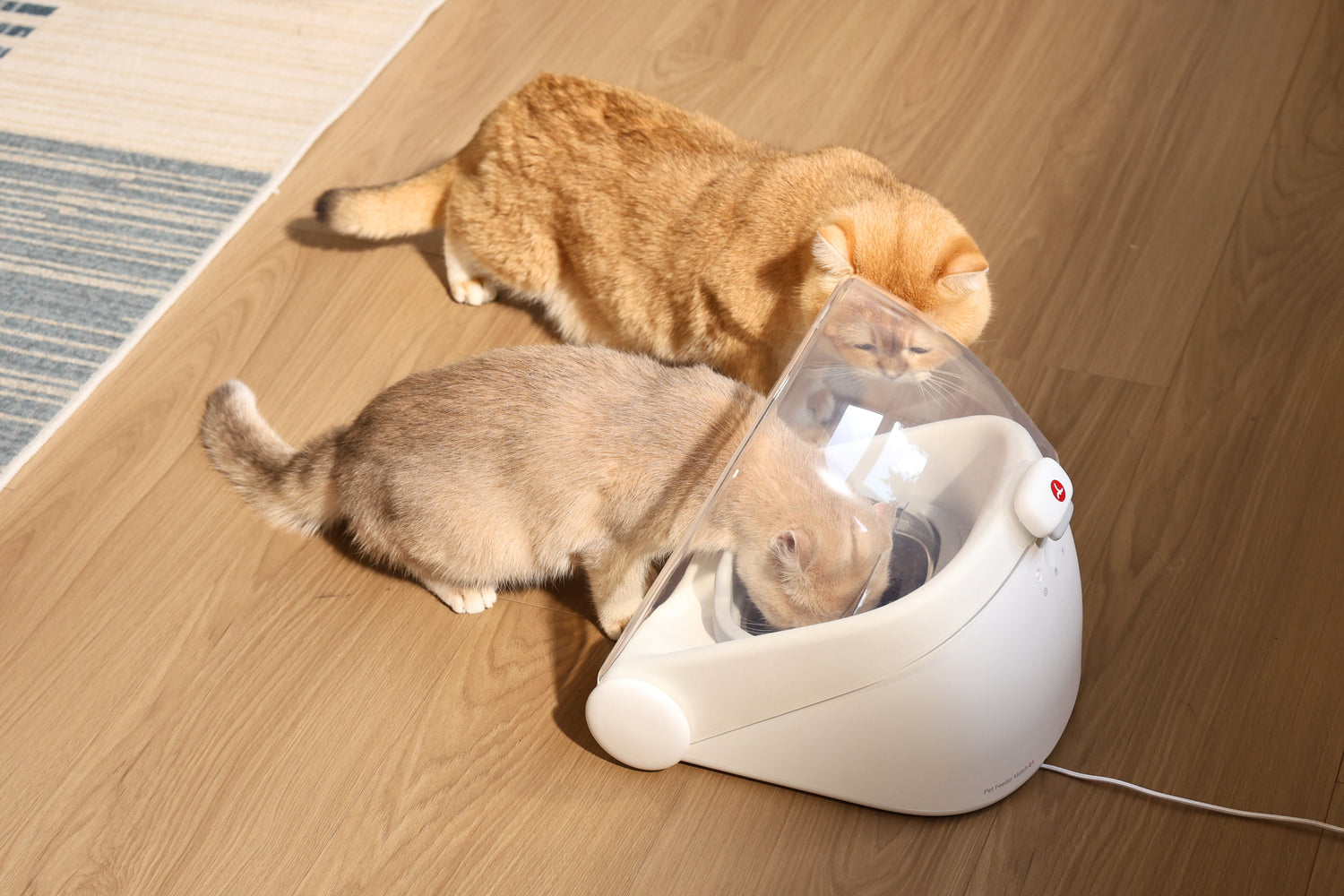 Cheerble Match G1: New Feeding Solution For Multi-cat Household.