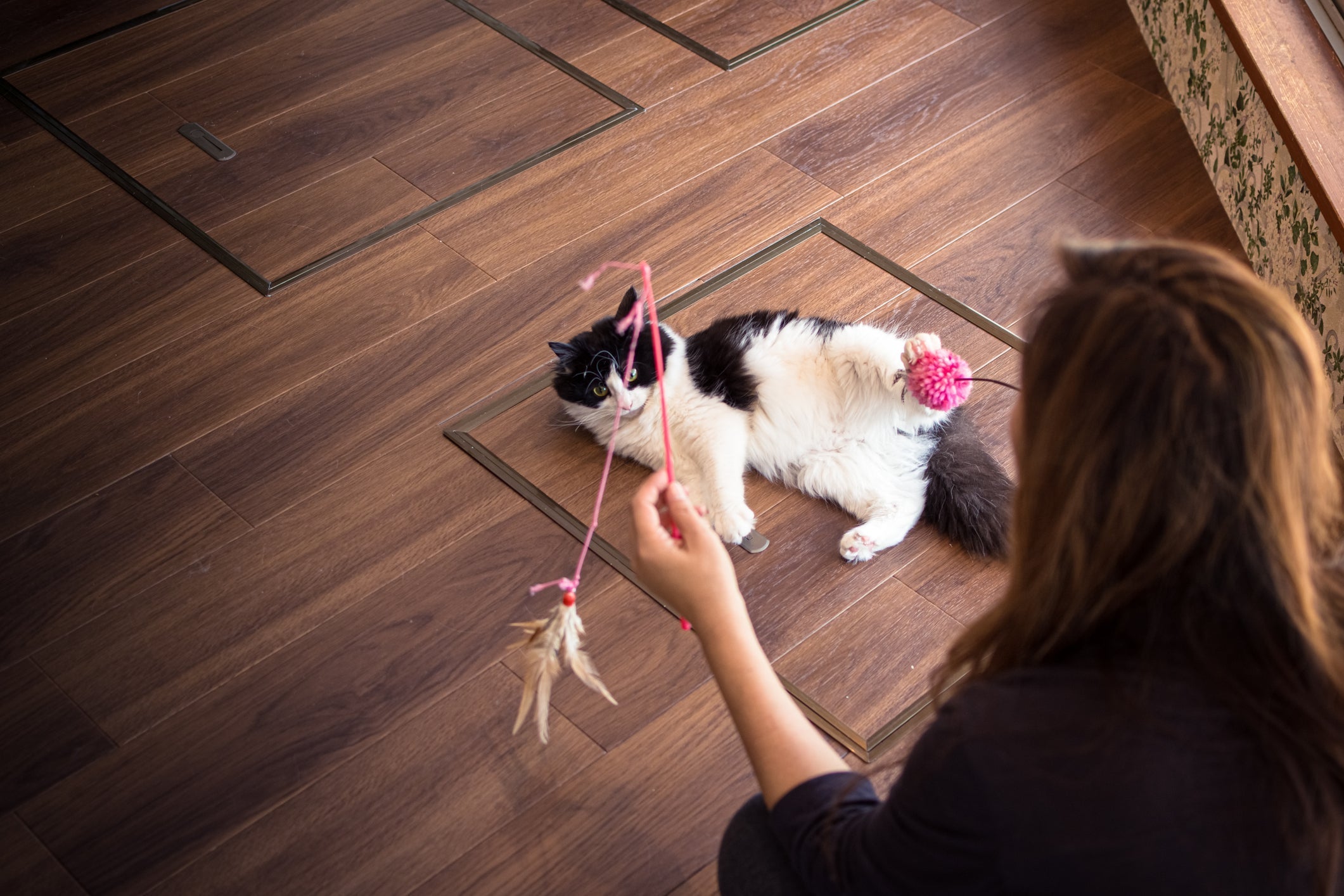 A cat enthusiastically play with human.