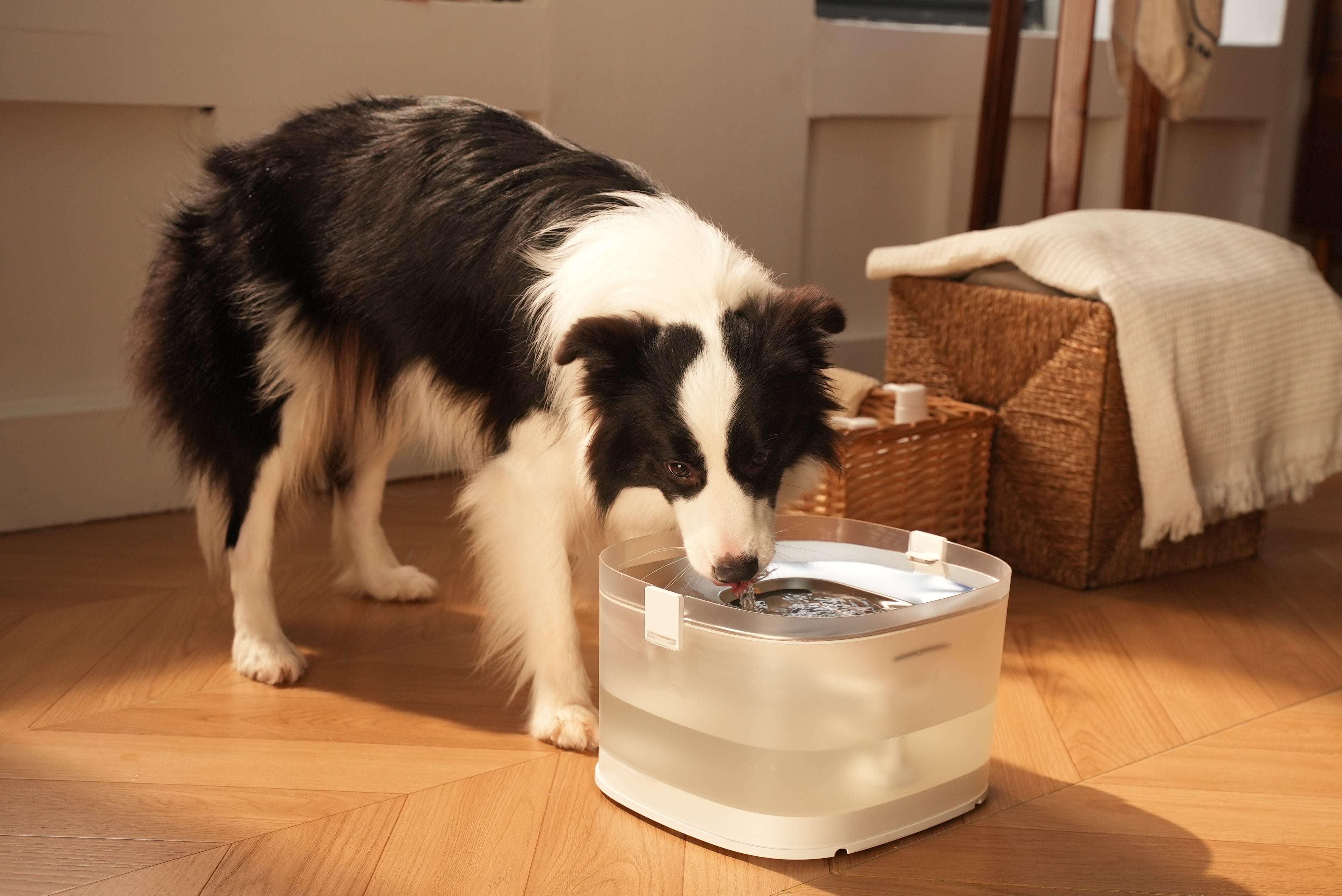 No More Spills Using the Best Dog Water Fountain for Large Breeds