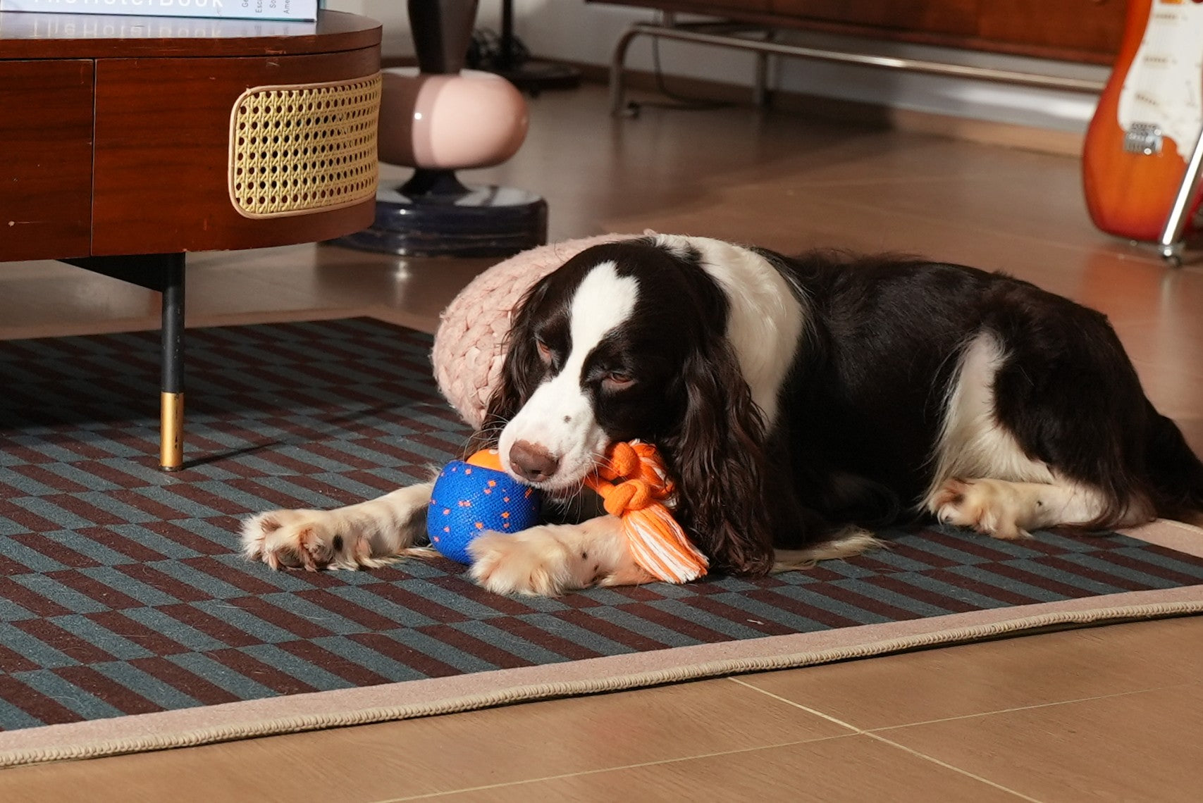 The Science of Stress Relief Using the Best Toys for Anxious Dogs