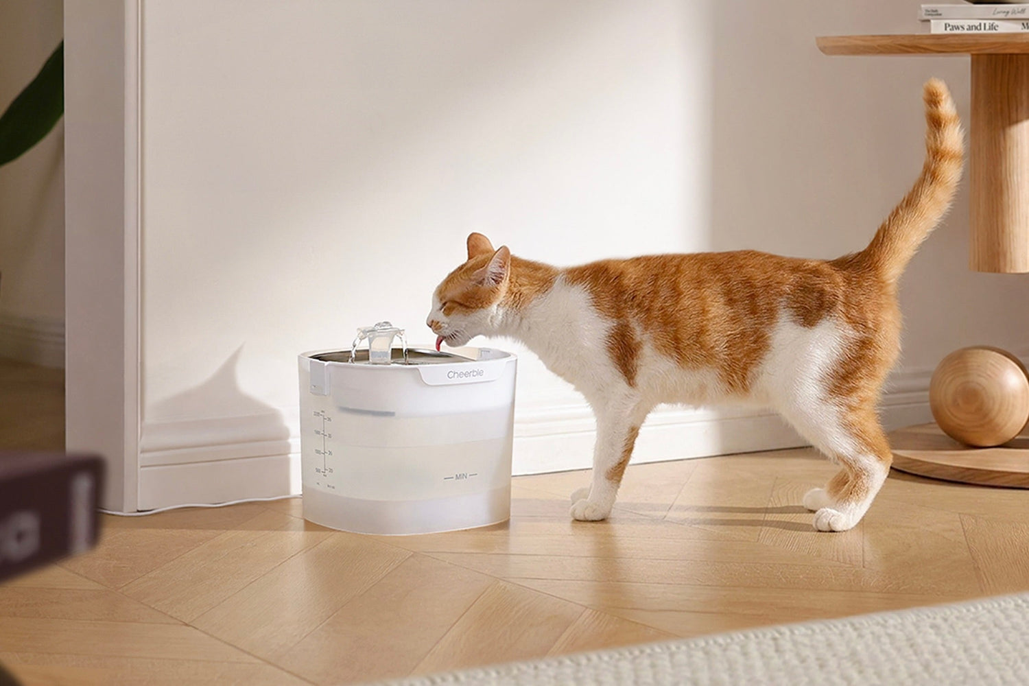 How to Choose the Best Cat Water Fountain (Buyer's Guide)