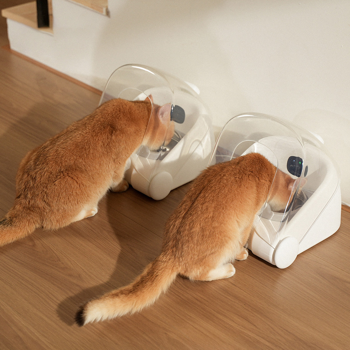 How Smart Feeding Transformed My Pet's Routine