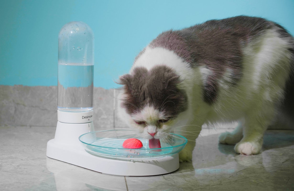 A white and gray cat is drinking water from a cat water dispenser