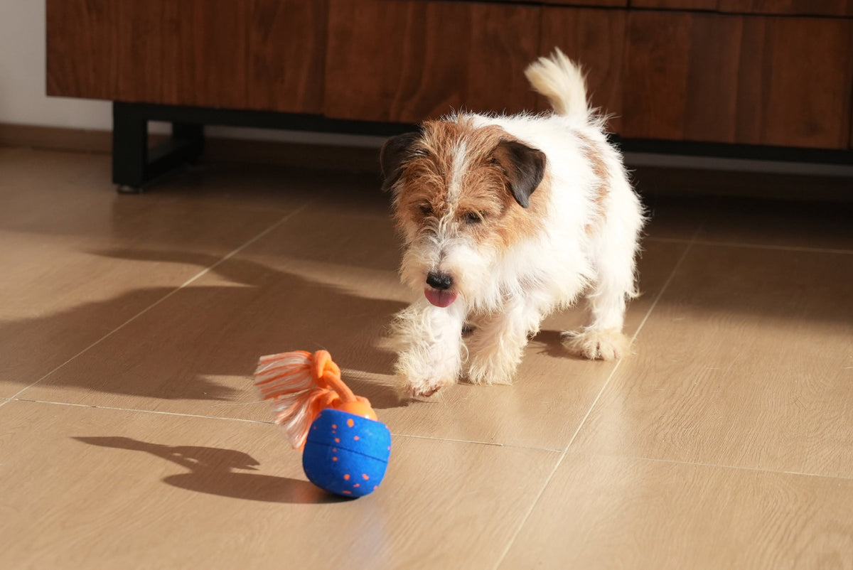 Keeping Older Pets Active with Smart Toys for Low Impact Play