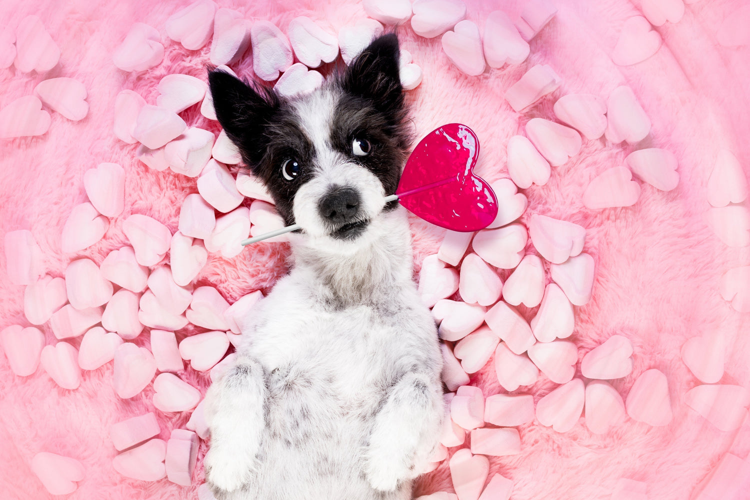 A Dalmatian dog holding a heart-shaped lollipop and lying in marshmallows
