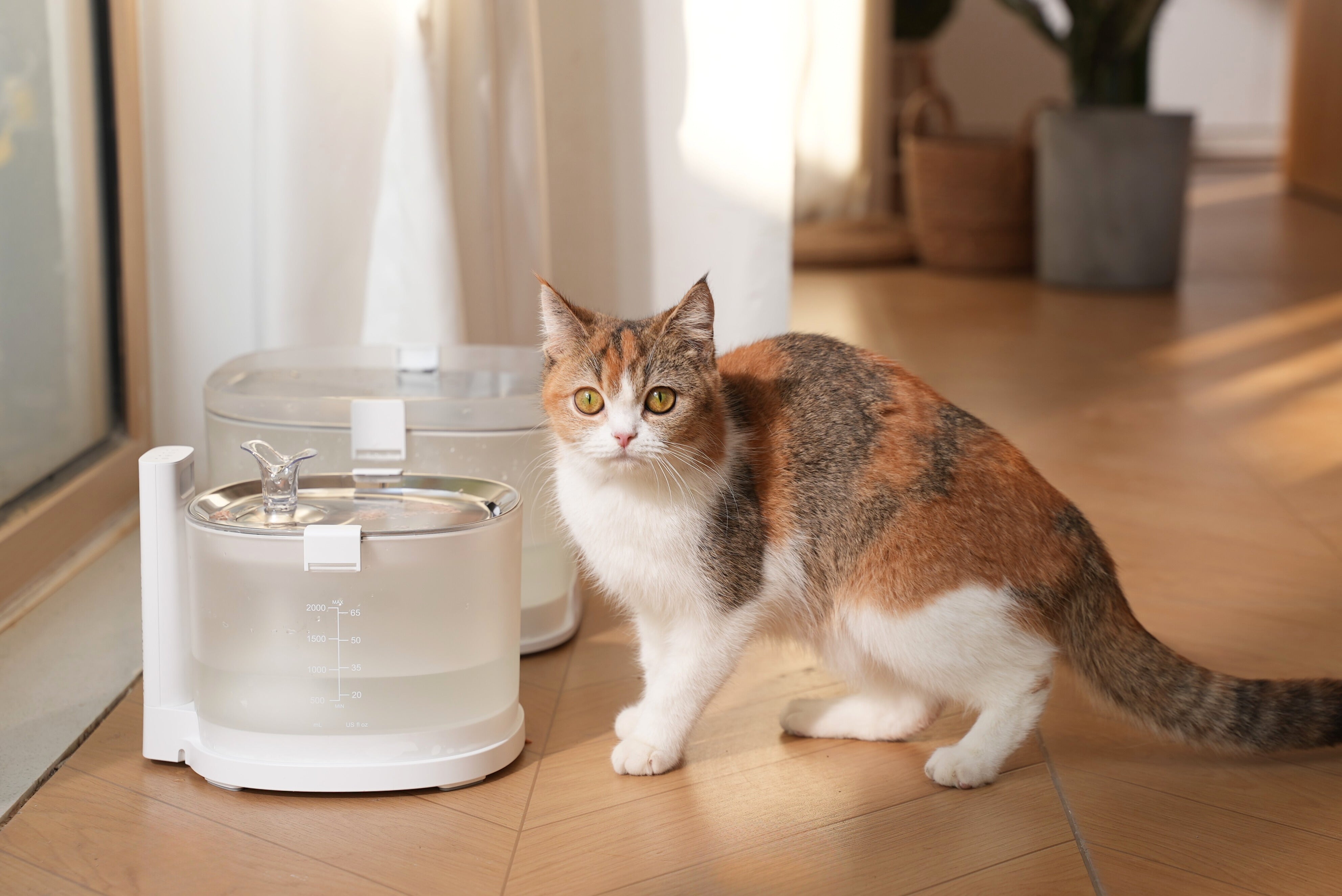 How a Pet Fountain Transformed My Cat's Daily Routine