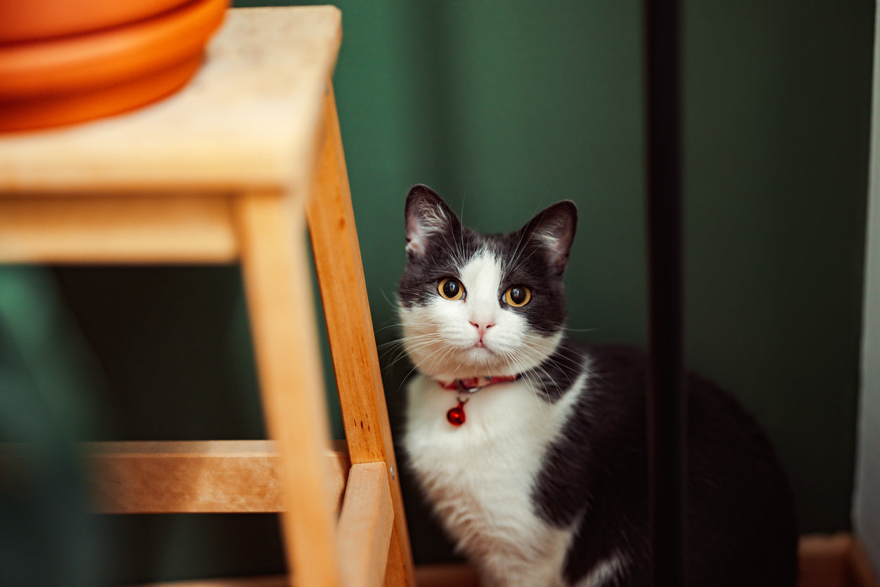 Do Automatic Feeders Really Help Cats with Portion Control?