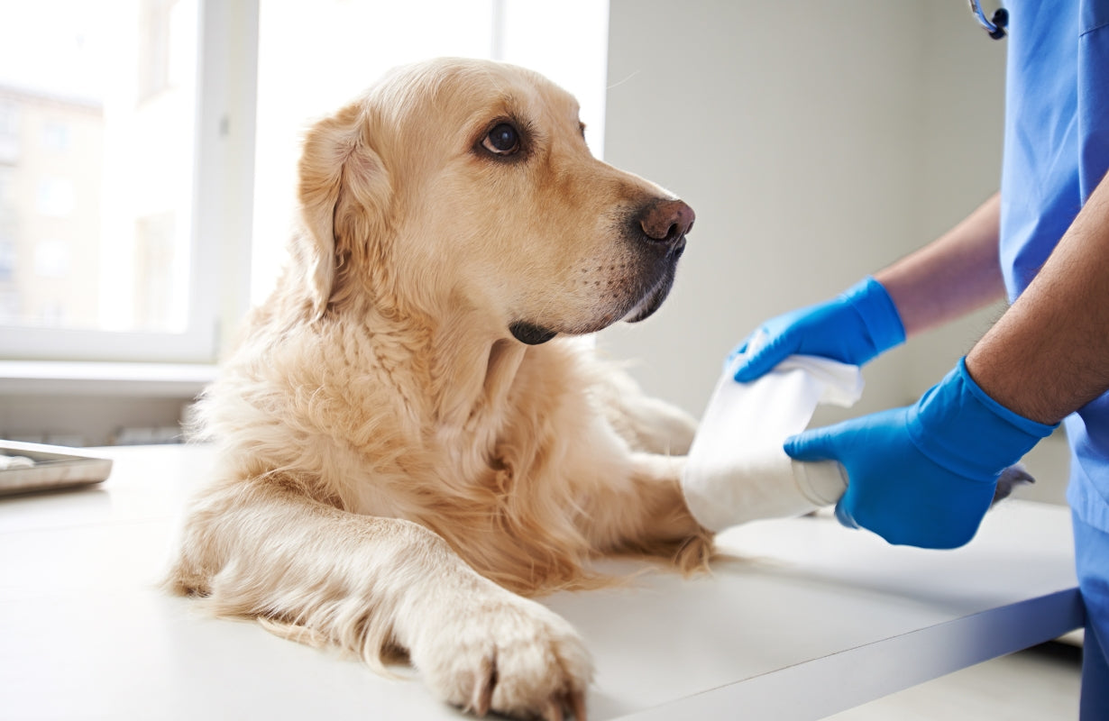 A Labrador is receiving emergency treatment