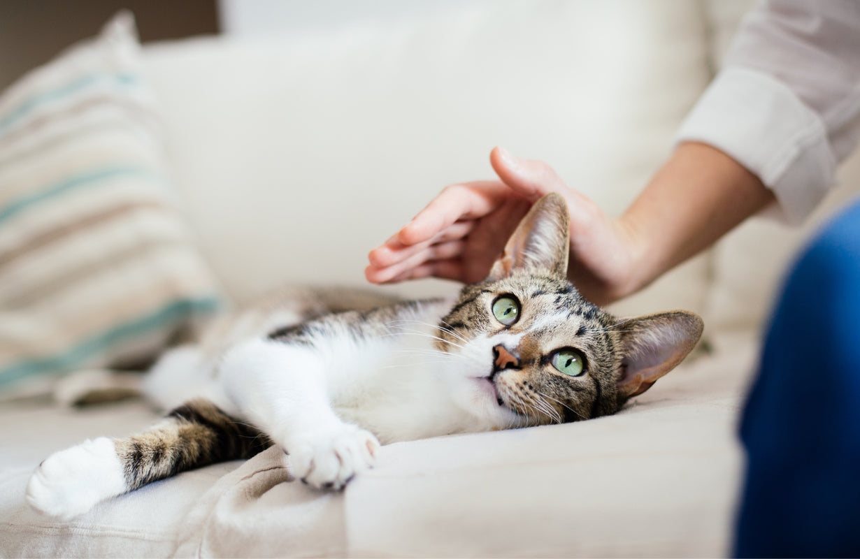 The cat's owner is stroking the cat lying on the sofa