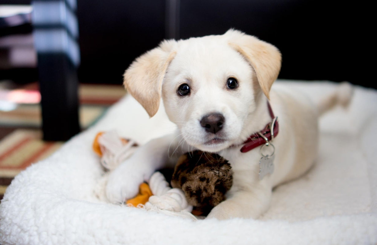 A little white dog is playing with toys