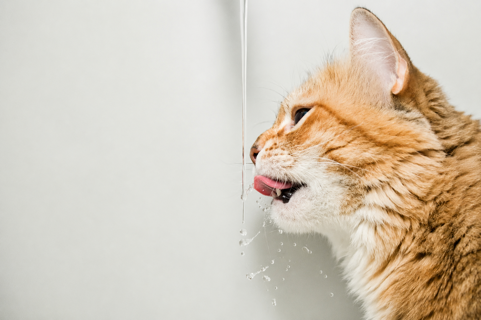 Choosing the Right Material for Your Cat's Water Fountain
