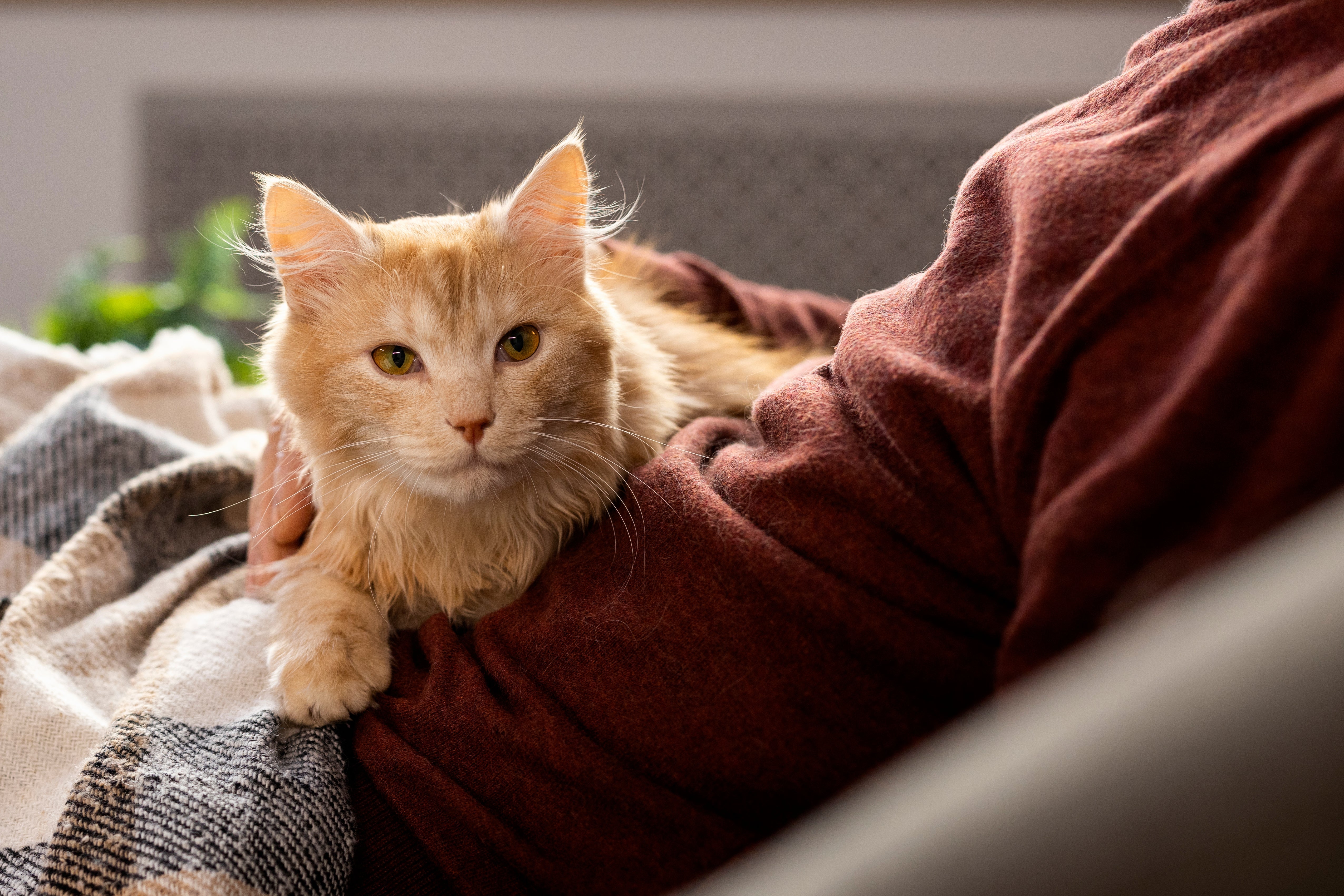 Cat Care;Staycation;Cat happiness;Separation anxiety