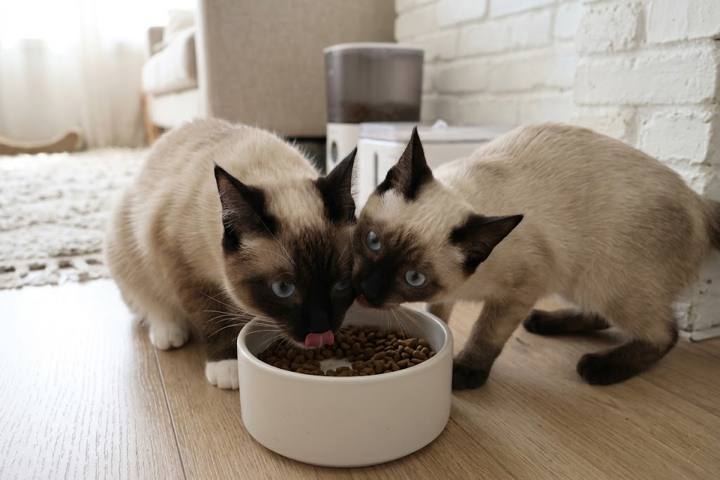 The Ultimate Guide to a Pet Feeder with No Collar or RFID Needed