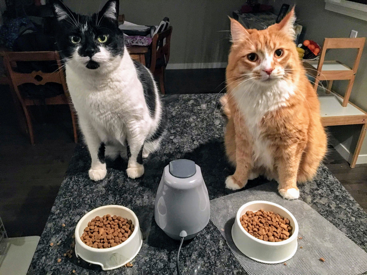How Many Meals Does Your Cat Really Need?