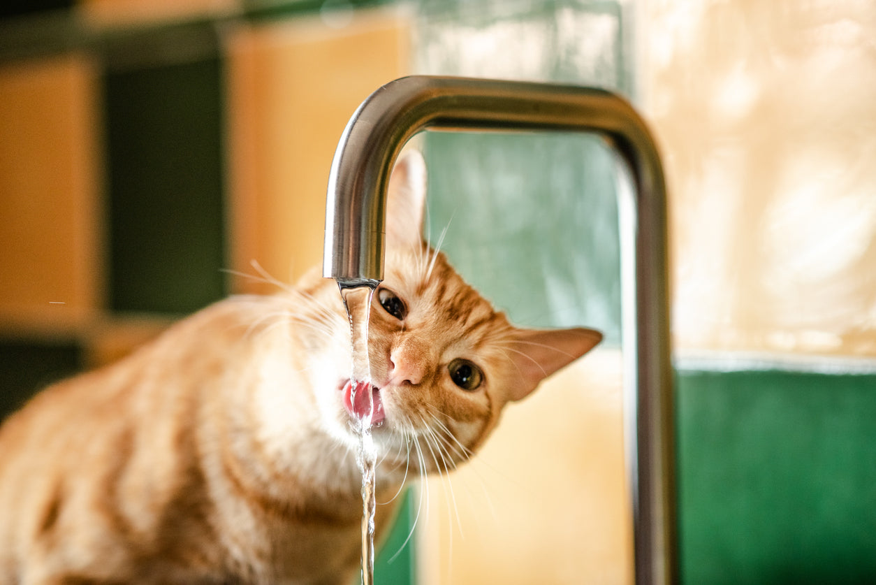 Signs Your Cat Is Dehydrated & How to Check at Home