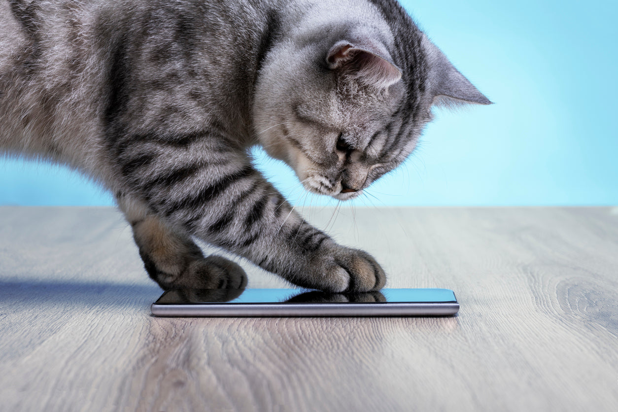 In 2026, smart pet tech can help us better care our cats.
