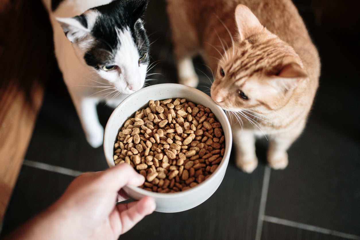 Stop cross feeding in your multi-cat homes, especially when some cats need prescription diets!