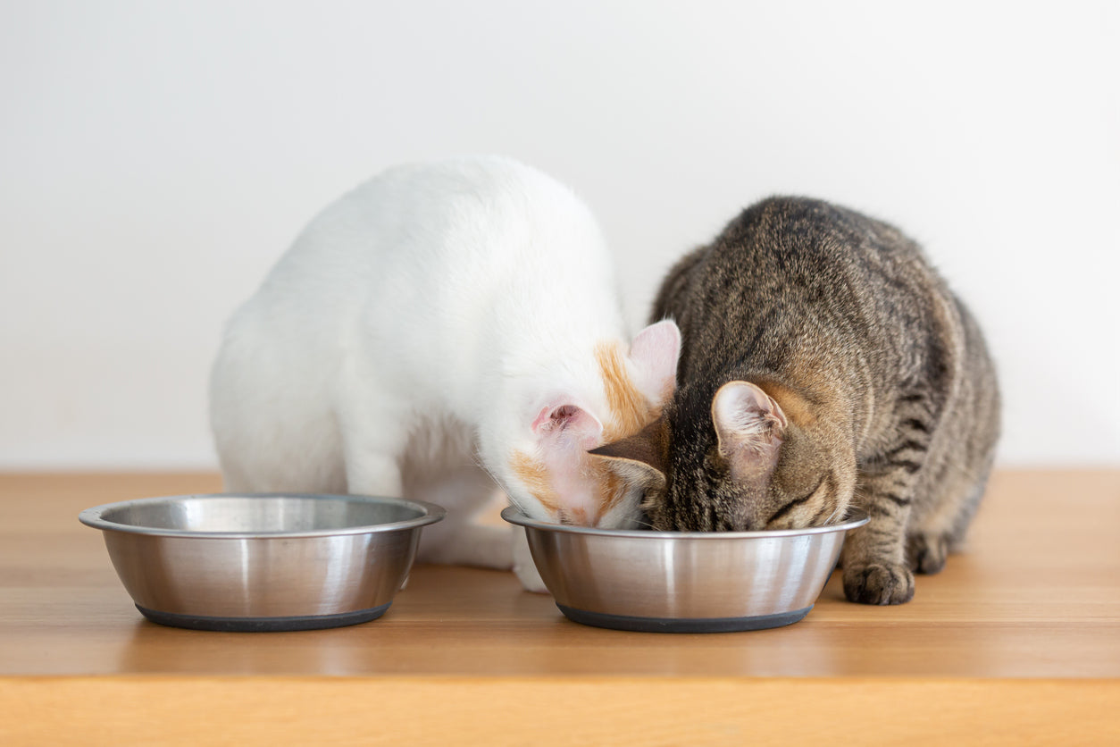 The Dilemma of Feeding: Why Your Cats Sneak Each Other's Food