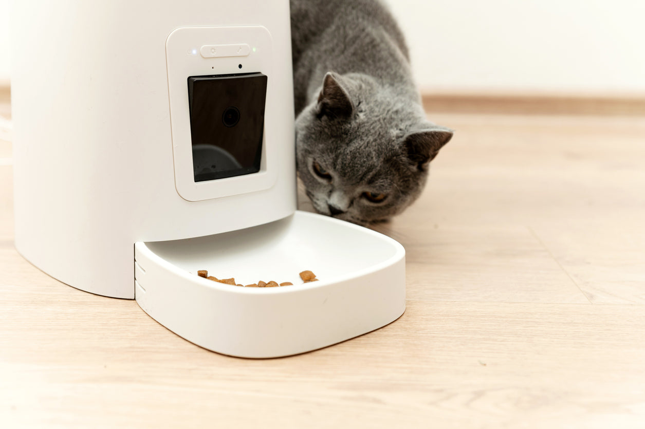 It is vital for cat parent to get their cat's feeder records.