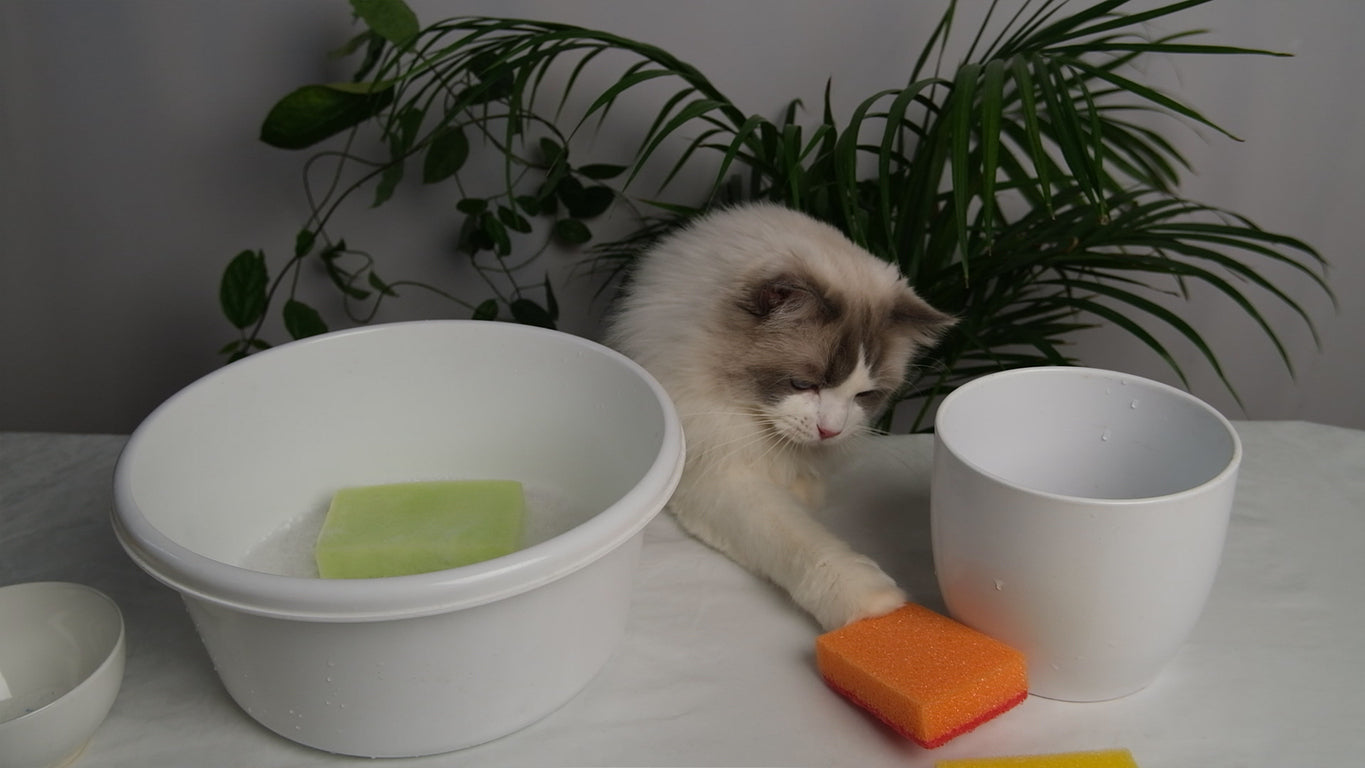 Learn about the slimy film in your pet water bowl and how to avoid it.