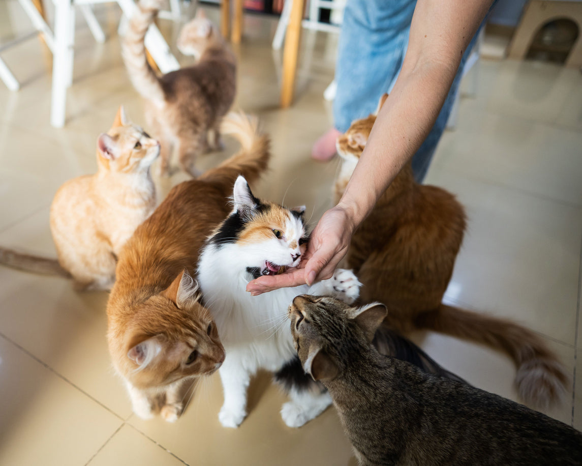 Are You Tired of Your Cat's Messy Eating Habits?