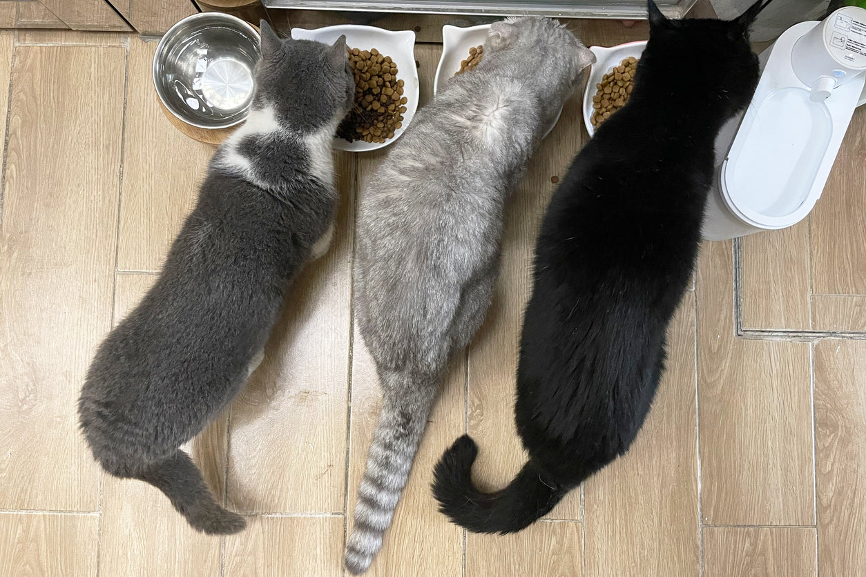 Why "Scheduled Feeding" Still Fails in Multi-Cat Homes