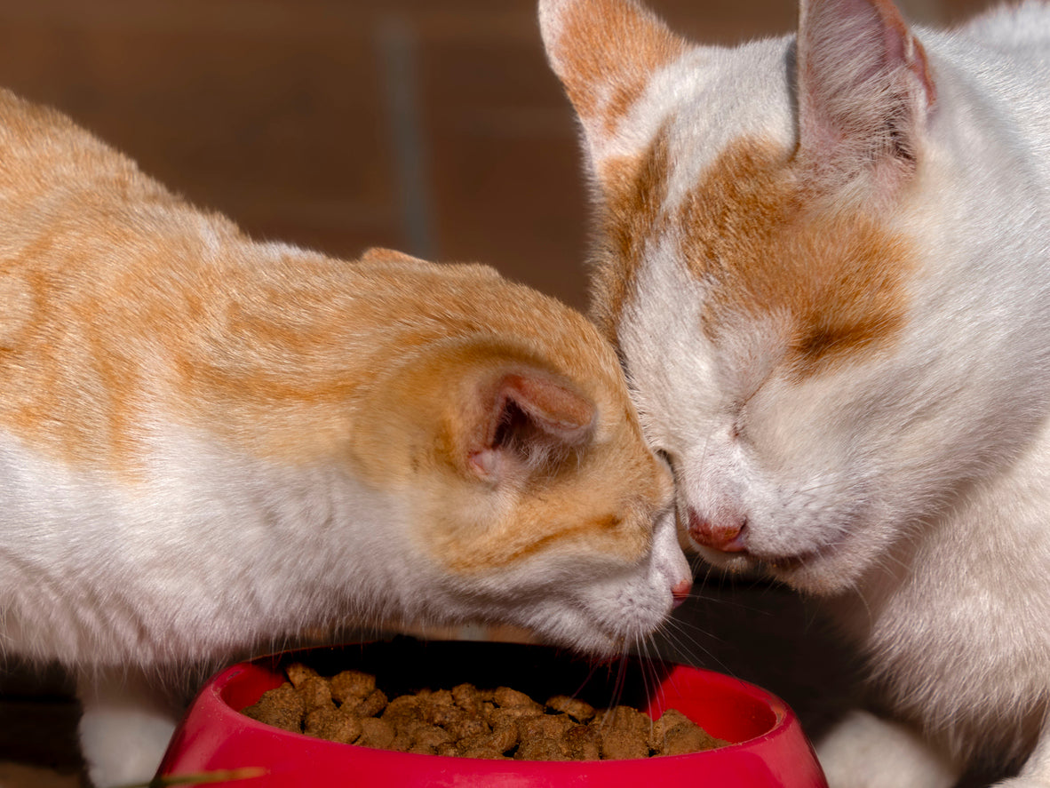 Who Ate the Kibble? Solving Cat Obesity in Multi-Cat Households