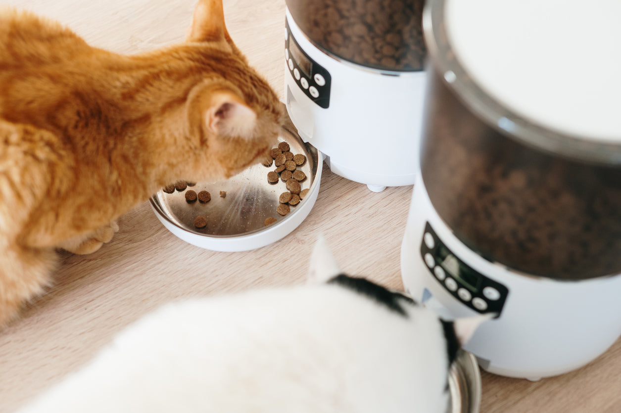 For cats, the transition from traditional feeders to smart feeders requires an adjustment period.