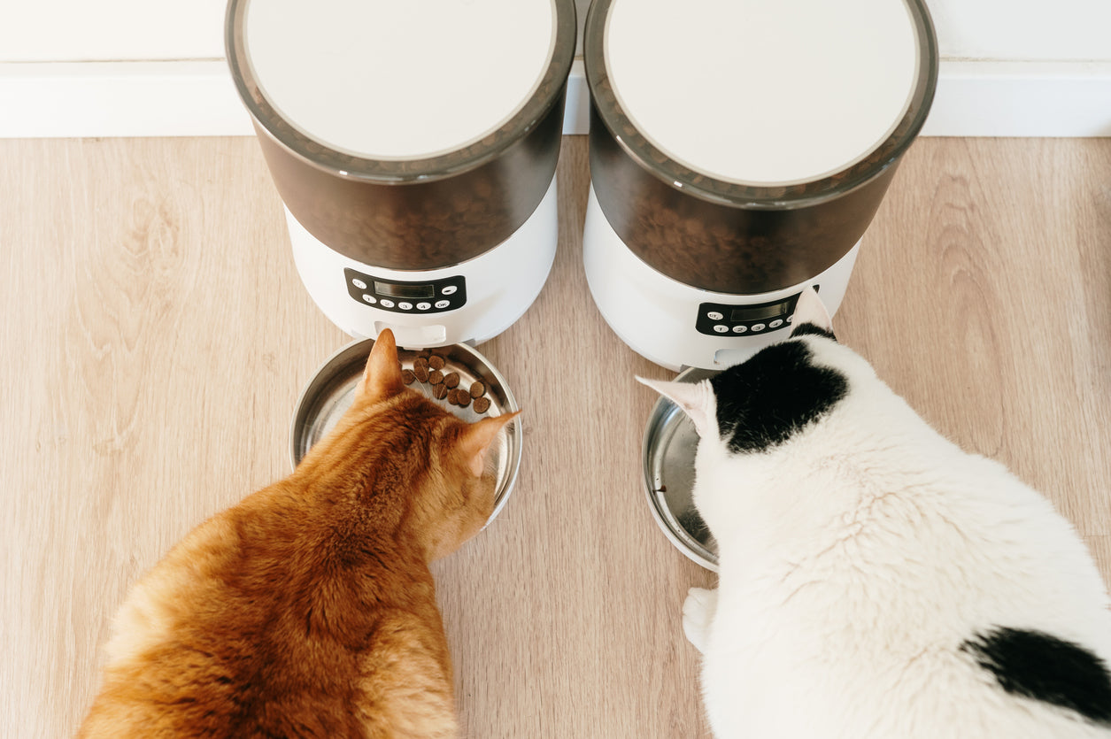 A Separate Feeding Guide for Multi-Pet Families