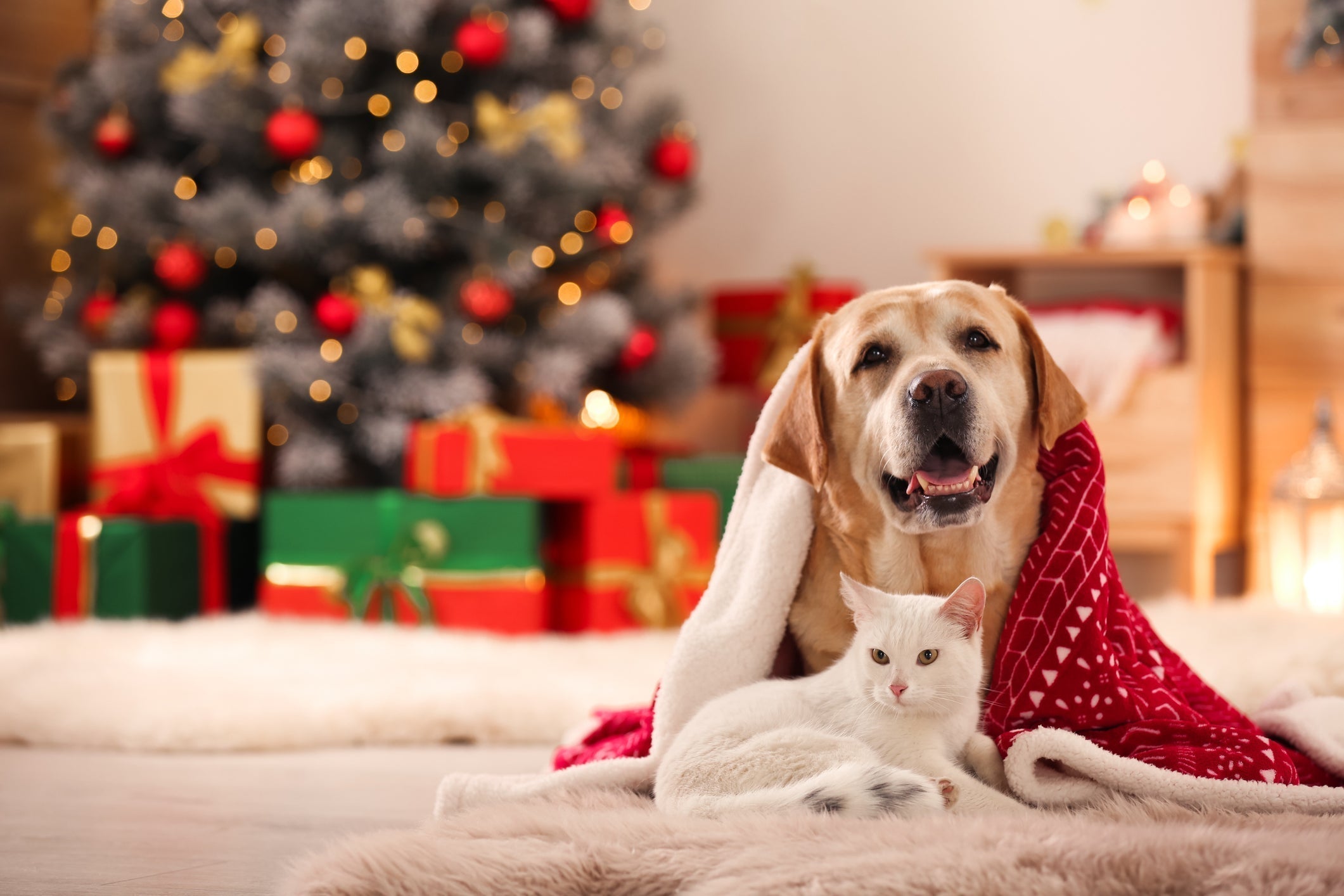 The Ultimate Christmas Gift Guide for Pet Parents