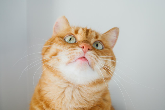 A close-up of an orange tabby cat's face from a low angle, looking up with a surprised and goofy expression