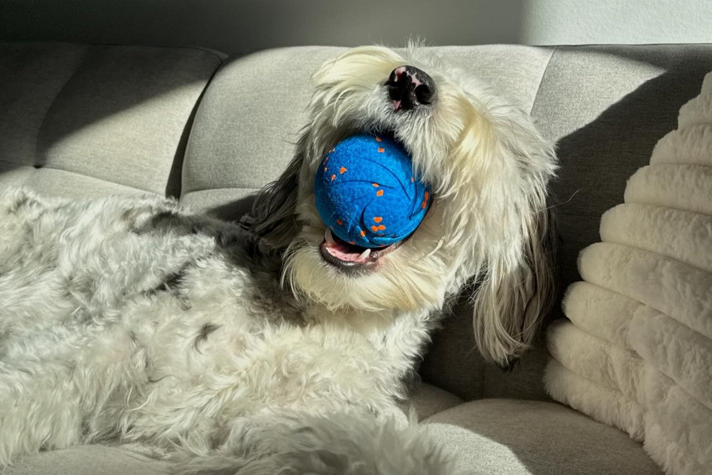 Discover the difference between Cheerble interative dog toys and find out which match your dog better.
