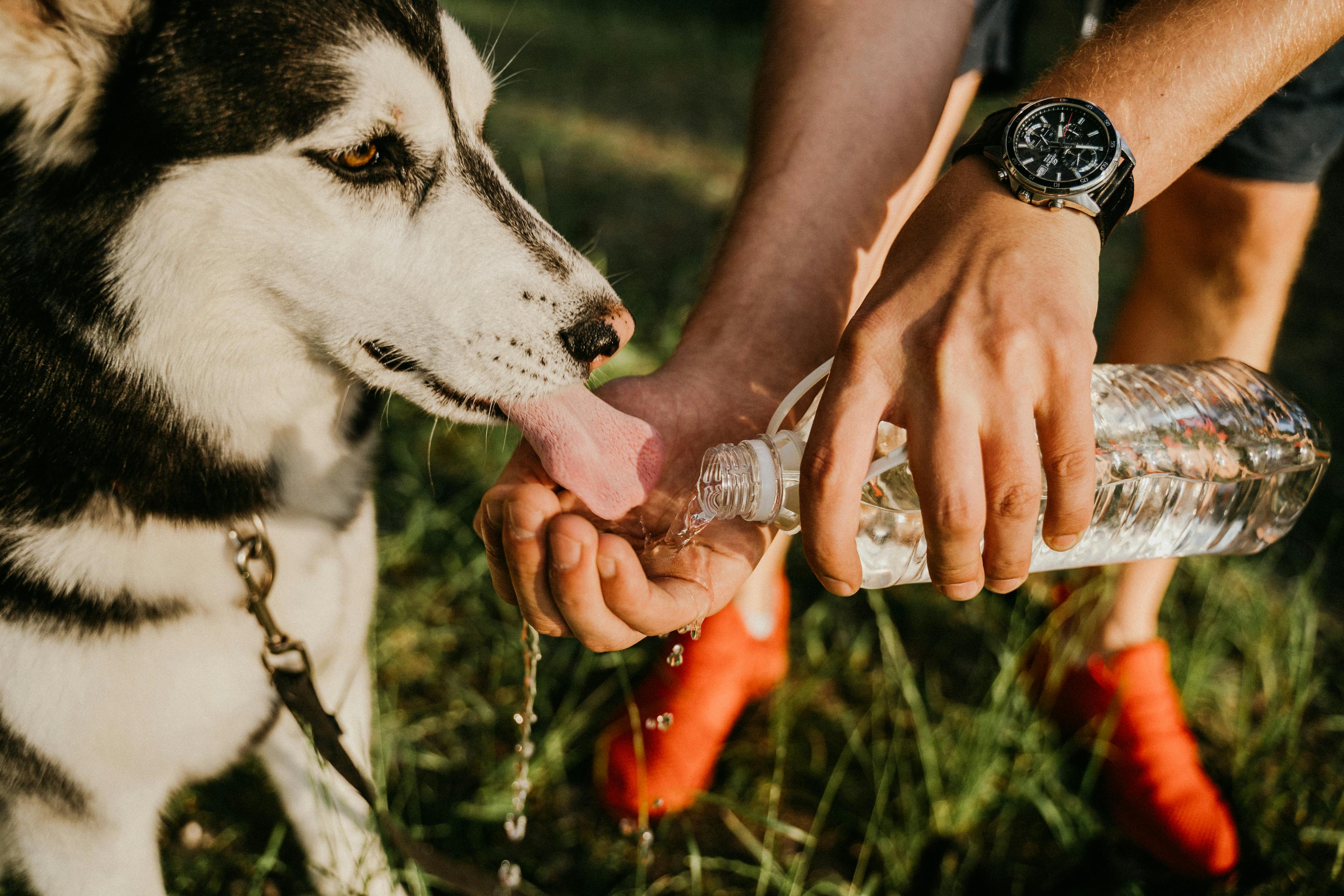 Is Your Pet Always Thirsty? Discover Why and What to Do