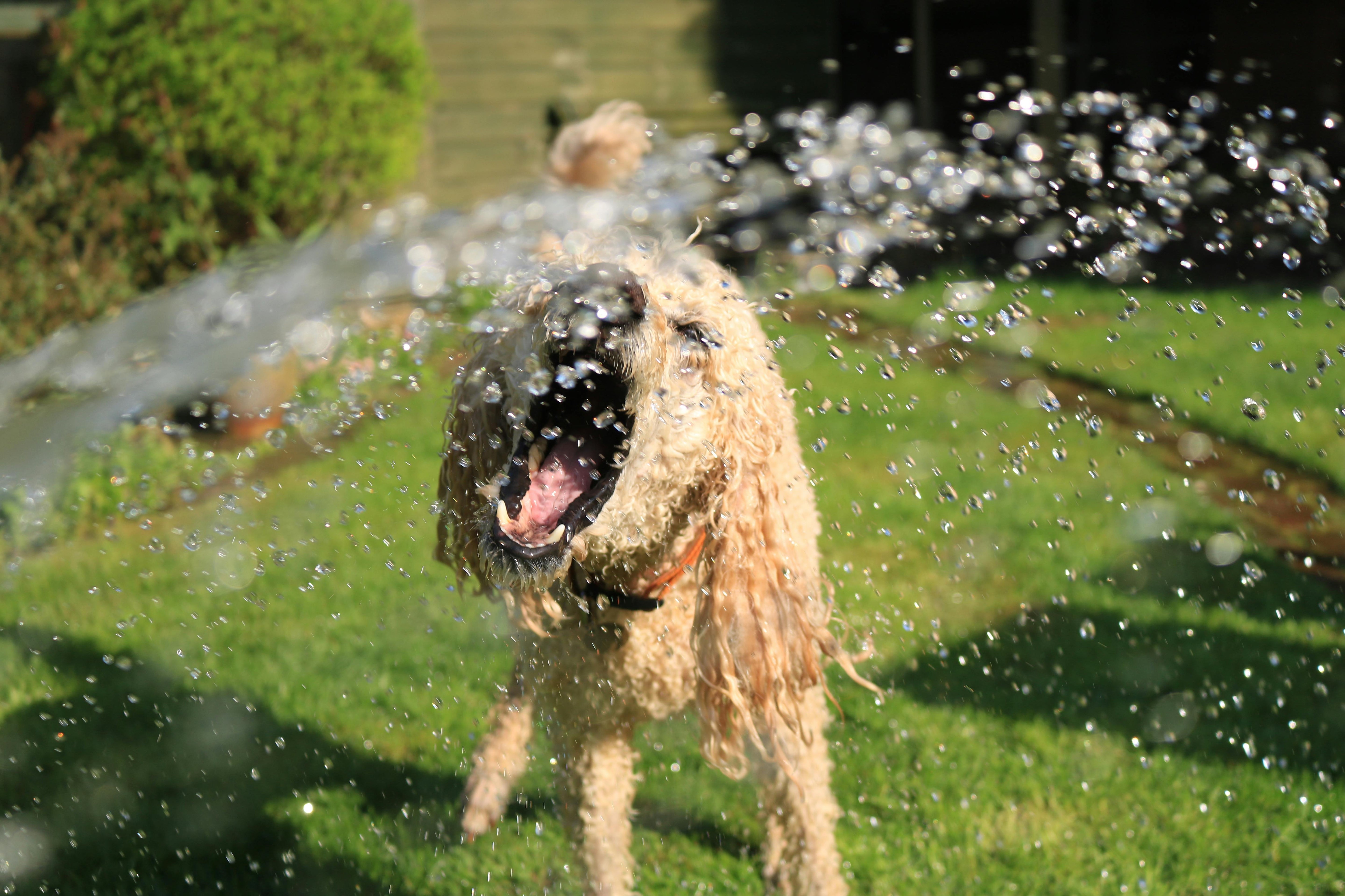 How to Keep Your Pet Hydrated: 5 Essential Tips