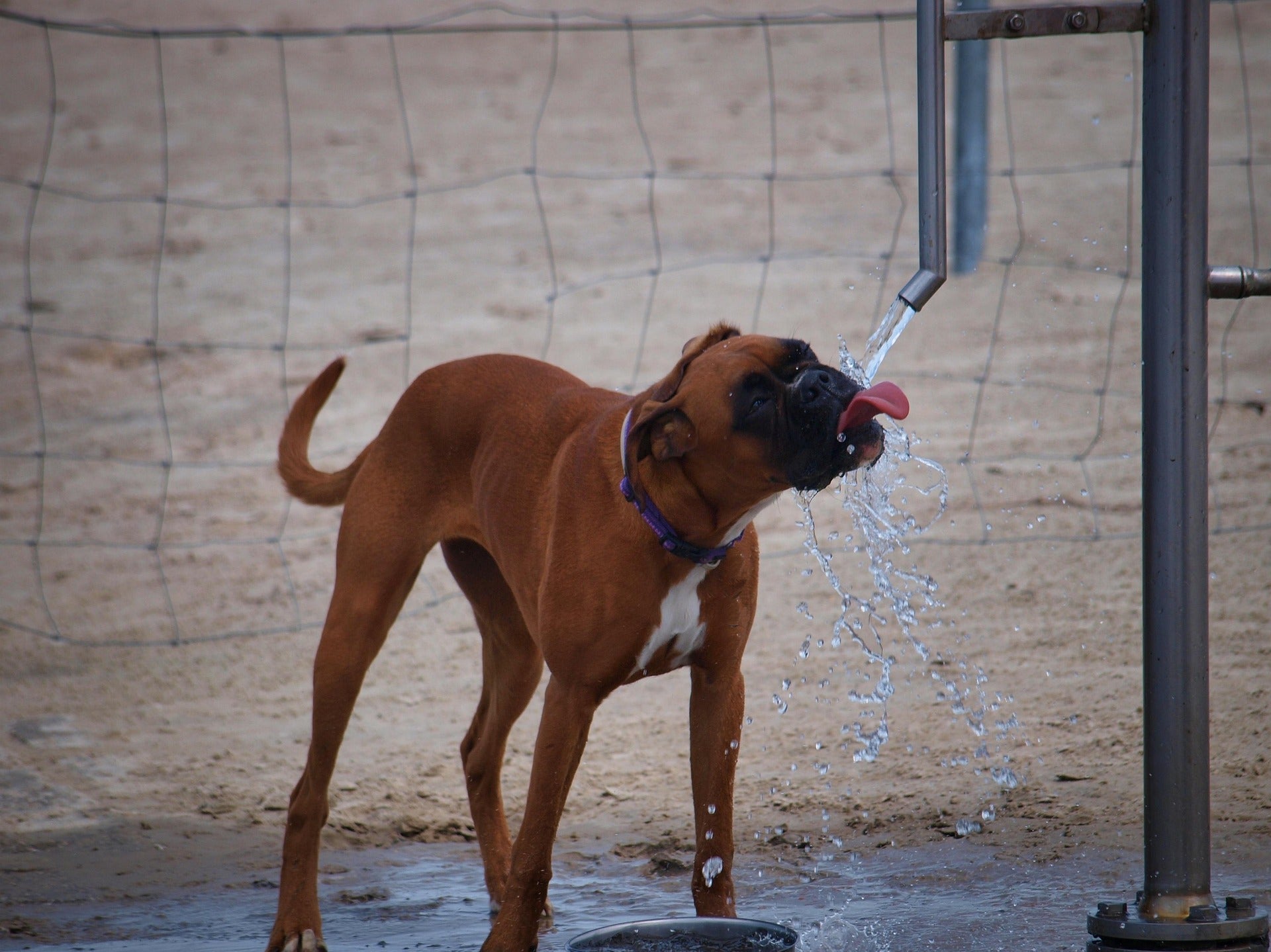 Is Your Pet Refusing to Drink Enough Water?