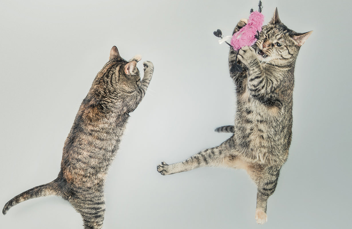 Two cats playing with feather toys