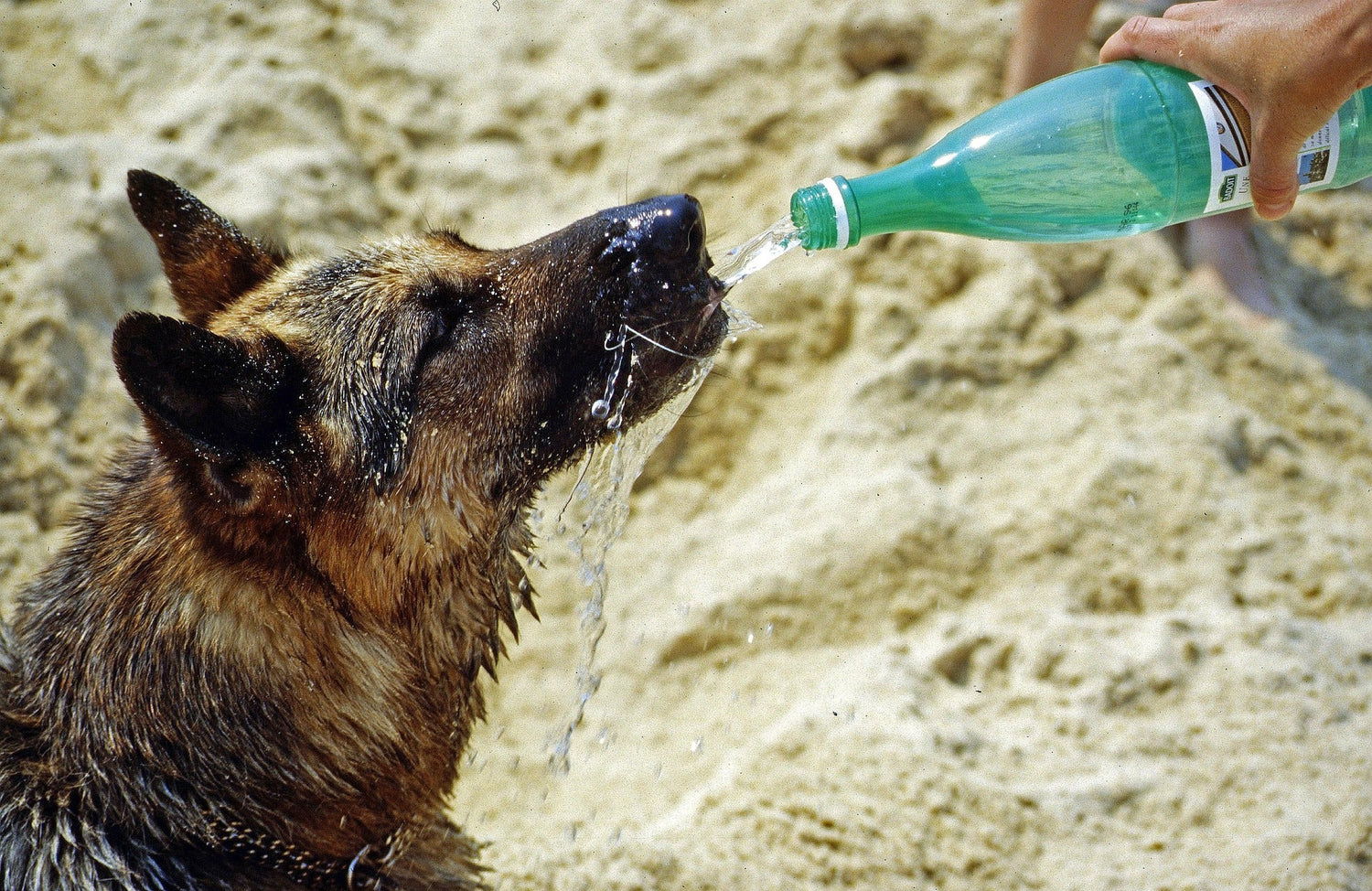 Why Your Pet Refuses to Drink Water: The Hidden Struggle