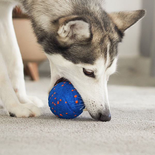 Dog Toys