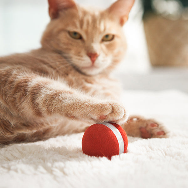 Cat Toys